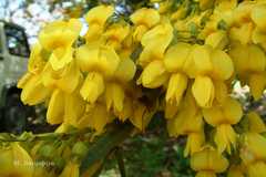 Sophora mollis